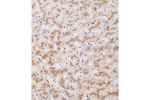 Immunohistochemical analysis of (ABIN655236 and ABIN2844840) on paraffin-embedded human liver tissue was performed on the Leica®BOND RXm. (CLEC4F antibody  (C-Term))