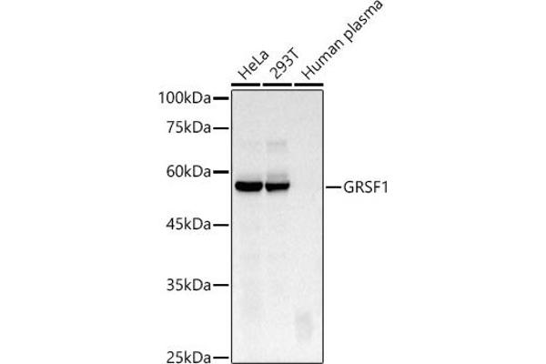 GRSF1 抗体