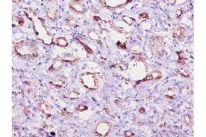 Immunohistochemistry of paraffin-embedded human kidney tissue using ABIN7152198 at dilution of 1:10