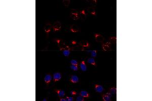 Confocal immunofluorescence analysis of Hela cells using USO1 antibody (ABIN7271235) at dilution of 1:200. (USO1 antibody  (AA 663-962))