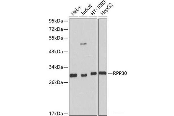 RPP30 antibody