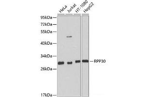Western blot analysis of extracts of various cell lines using RPP30 Polyclonal Antibody at dilution of 1:1000. (RPP30 antibody)