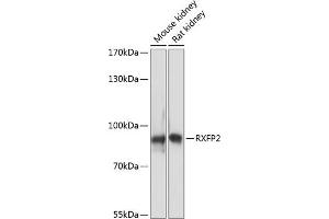 Western blot analysis of extracts of various cell lines, using RXFP2 antibody (ABIN7269908) at 1:3000 dilution. (RXFP2 antibody  (AA 80-180))