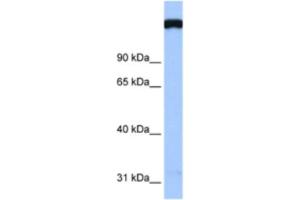 Western Blotting (WB) image for anti-TAF1 RNA Polymerase II, TATA Box Binding Protein (TBP)-Associated Factor, 250kDa (TAF1) antibody (ABIN2460481) (TAF1 antibody)