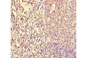 Immunohistochemistry of paraffin-embedded human tonsil tissue using ABIN7161762 at dilution of 1:100 (NFIX antibody  (AA 201-440))