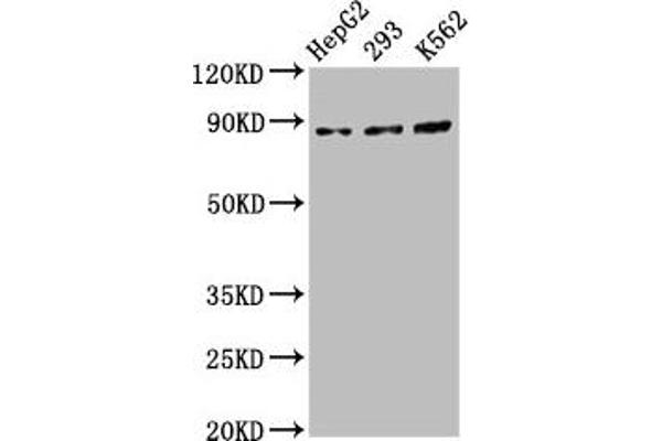 Cadherin 7 antibody  (AA 146-296)