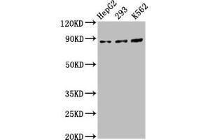 Western Blot Positive WB detected in: HepG2 whole cell lysate, 293 whole cell lysate, K562 whole cell lysate All lanes: CDH7 antibody at 5. (Cadherin 7 antibody  (AA 146-296))
