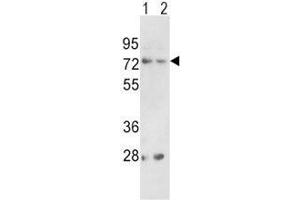 Western blot analysis of PCSK2 antibody and (1) 293 and (2) K562 lysate
