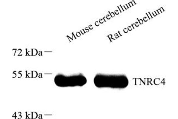 CELF3 antibody