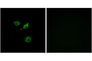 Immunofluorescence (IF) image for anti-Olfactory Receptor, Family 10, Subfamily AD, Member 1 (OR10AD1) (AA 141-190) antibody (ABIN2890914) (OR10AD1 antibody  (AA 141-190))