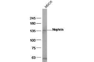 MDCK cell lysates, probed with Nephrin Polyclonal Antibody, unconjugated at 1:500 overnight at 4°C followed by a conjugated secondary antibody for 60 minutes at 37°C. (Nephrin antibody  (AA 451-550))