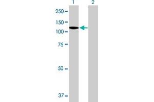 Western Blot analysis of DDX11 expression in transfected 293T cell line by DDX11 MaxPab polyclonal antibody.