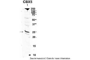 Western Blotting (WB) image for anti-Chromobox Homolog 5 (CBX5) (Middle Region) antibody (ABIN182588) (CBX5 antibody  (Middle Region))