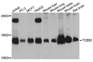 Western blot analysis of extracts of various cell lines, using TCEB1 antibody. (TCEB1 antibody  (AA 1-112))