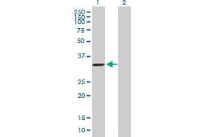Western Blot analysis of AKR7A2 expression in transfected 293T cell line by AKR7A2 MaxPab polyclonal antibody. (AKR7A2 antibody  (AA 1-330))