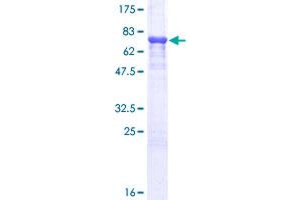 A1BG Protein (AA 1-373) (GST tag)