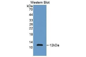 Western Blotting (WB) image for anti-S100 Calcium Binding Protein A11 (S100A11) (AA 1-105) antibody (ABIN1078496)