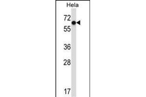 NR0B1 Antibody (Center) (ABIN657696 and ABIN2846687) western blot analysis in Hela cell line lysates (35 μg/lane). (NR0B1 antibody  (AA 304-333))