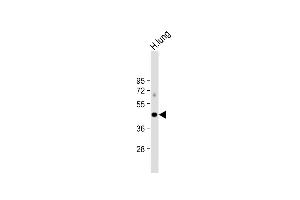 Anti-ALDH3A1 Antibody (Center) at 1:1000 dilution + human lung lysate Lysates/proteins at 20 μg per lane. (ALDH3A1 antibody  (AA 254-284))