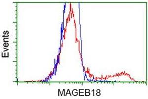 HEK293T cells transfected with either RC206329 overexpress plasmid (Red) or empty vector control plasmid (Blue) were immunostained by anti-MAGEB18 antibody (ABIN2454279), and then analyzed by flow cytometry. (MAGEB18 antibody)