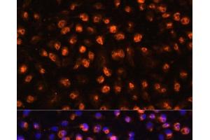 Immunofluorescence analysis of RAW264. (CD11b antibody)