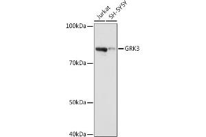 Western blot analysis of extracts of various cell lines, using GRK3 antibody (ABIN7265505) at 1:1000 dilution. (ADRBK2 antibody)