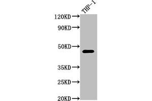 Western Blot Positive WB detected in: THP-1 whole cell lysate All lanes: CD38 antibody at 1:2000 Secondary Goat polyclonal to rabbit IgG at 1/50000 dilution Predicted band size: 35, 14 kDa Observed band size: 42 kDa (Recombinant CD38 antibody)