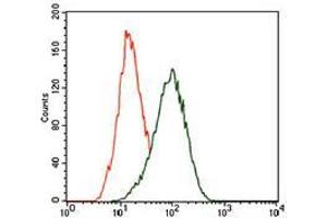 Flow cytometric analysis of HeLa cells using KLF1 mouse mAb (green) and negative control (red). (KLF1 antibody  (AA 208-362))