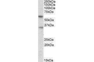 AP21297PU-N SIGLEC6 antibody staining of Human Placenta lysate at 0. (SIGLEC6 antibody  (Internal Region))