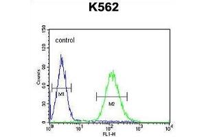 TEX9 Antibody (N-term) flow cytometric analysis of K562 cells (right histogram) compared to a negative control cell (left histogram). (TEX9 antibody  (N-Term))