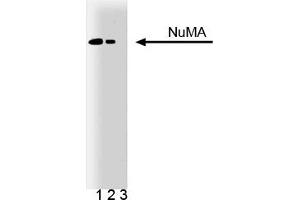 Western Blotting (WB) image for anti-Nuclear Mitotic Apparatus Protein 1 (NUMA1) (AA 10-189) antibody (ABIN968039) (NUMA1 antibody  (AA 10-189))