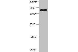 All lanes: Mouse Anti-BSA monoclonal antibody at 1 μg/mL Lane 1:Bovine serum Albumin Predicted band size : 67kd Observed band size : 67kd (BSA antibody)