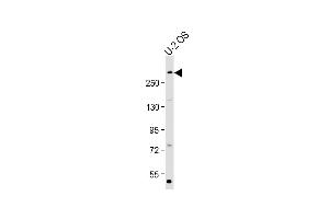 Anti-E at 1:2000 dilution + U-2 OS whole cell lysate Lysates/proteins at 20 μg per lane. (p300 antibody  (Ser1834))