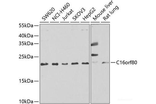 C16orf80 antibody