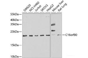 Western blot analysis of extracts of various cell lines using C16orf80 Polyclonal Antibody at dilution of 1:1000. (C16orf80 antibody)