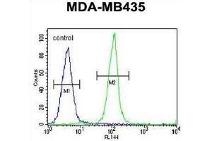 IGKV A18 Antibody (C-term) flow cytometric analysis of MDA-MB435 cells (right histogram) compared to a negative control cell (left histogram). (IGKV A18 antibody  (C-Term))