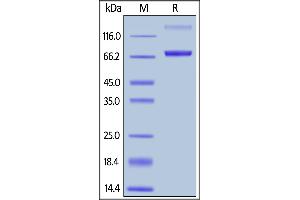 Fed Human CD19 (20-291), Fc Tag on  under reducing (R) condition.