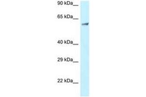 Image no. 1 for anti-Clathrin Interactor 1 (CLINT1) (AA 229-278) antibody (ABIN6747786) (CLINT1 antibody  (AA 229-278))