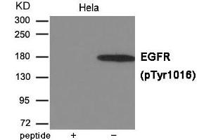 Western blot analysis of extracts from Hela cells using EGFR (Phospho-Tyr1016) Antibody. (EGFR antibody  (pTyr1016))