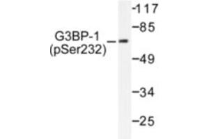 Image no. 1 for anti-GTPase Activating Protein (SH3 Domain) Binding Protein 1 (G3BP1) (pSer232) antibody (ABIN318024) (G3BP1 antibody  (pSer232))