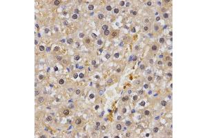 Immunohistochemistry of paraffin-embedded rat liver using HSF2 antibody. (HSF2 antibody)