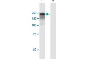 Western Blot analysis of CD109 expression in transfected 293T cell line by CD109 MaxPab polyclonal antibody. (CD109 antibody  (AA 1-1445))