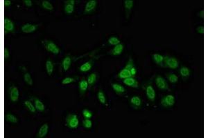 IF analysis of HeLa cells, using ALYREF antibody (1/100 dilution) and AF488-conjugated Goat anti-Rabbit IgG.