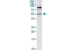 SLC3A2 MaxPab rabbit polyclonal antibody. (SLC3A2 antibody  (AA 1-529))