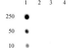 RNA Pol II CTD phospho Thr4 pAb tested by dot blot analysis.