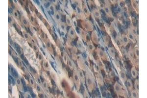 Detection of GPX4 in Mouse Stomach Tissue using Polyclonal Antibody to Glutathione Peroxidase 4 (GPX4) (GPX4 antibody  (AA 74-197))
