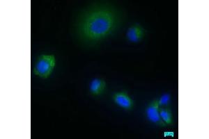 Immunofluorescence staining of MCF-7 cells with ABIN7166116 at 1:50, counter-stained with DAPI.