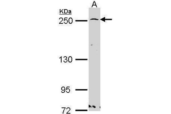 GBF1 antibody  (N-Term)