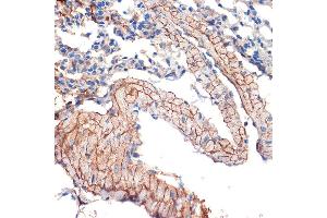 Immunohistochemistry of paraffin-embedded mouse lung using Caveolin-3 Rabbit mAb (ABIN7266157) at dilution of 1:100 (40x lens). (Caveolin 3 antibody)