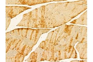 ABIN7094230 and ABIN7098277 at 1/100 staining Mouse muscle tissue by IHC-P.
